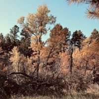 It's Ur Fault I'm Like This - Nftuation.