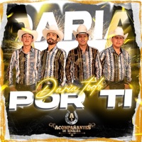 Daría Todo Por Ti - Acompañantes De Sinaloa