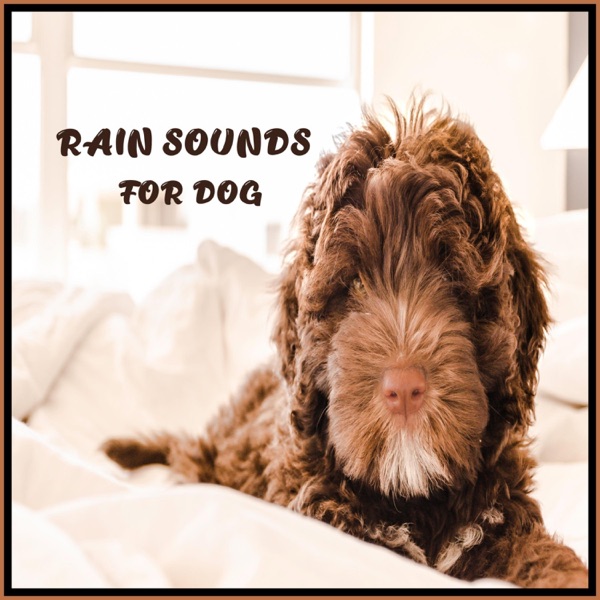 Rain Sounds for Dog