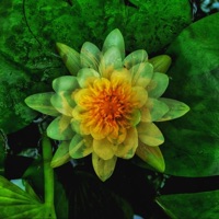 Flora - Ihateyoujonny