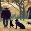 Dogs and Cat