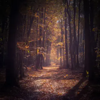 Walking in Forest Sound will Relieve Stress and Anxiety by Soothing Sounds, Mother Nature FX & Forest Sounds song reviws