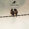Birds Sing - Nature Bird and Branch
