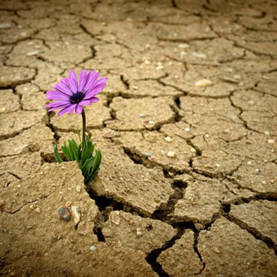 Flower Out the Mud - Single