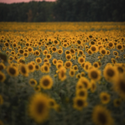 Bebeği uyutmak için rahatlatıcı elektrikli süpürge (feat. Beyaz Gürültü Terapisi & Beyaz Gürültü Bebek Uykusu) - Pürüzsüz Hızlı Uyku Beyaz Gürültü