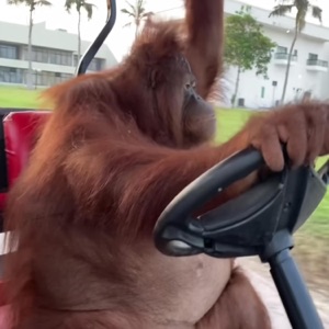 Monke Spinning Monke Trap - Single