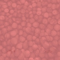 Lull1 - Single - terrence bicycle