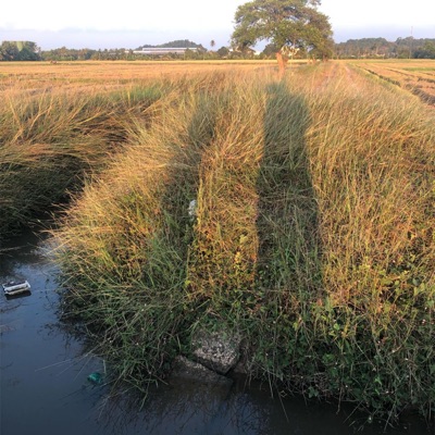 Car Lessons - Single