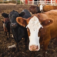 Last Time Livin' - Single - Burnout