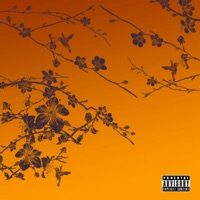 Cherry Blossom - Single - Sehba