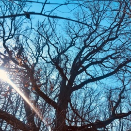 Leaves (feat. pH) Sleep Tongue