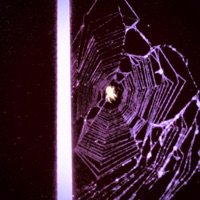 Love Trap - Single - Hundro & Kenny