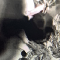 Stay - Single - Sholoh