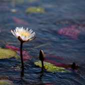 Delta Waves (Sleep, Relax, Meditation)