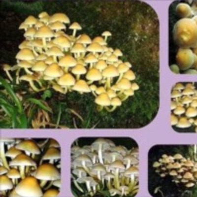 lagg (feat. handweep & marlee) - Single