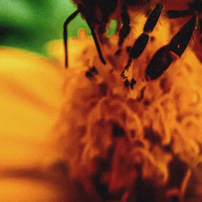 Listen to Bumblebee - Single by Burbank
