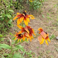 Zero gravity (feat. Blueday) - Single - lofi