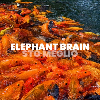 Sto meglio - Elephant Brain