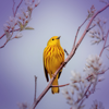 Relaxing Bird Singing Sound For Calmness and Relaxation - Soothing Sounds, Bird Sounds & Natural Samples