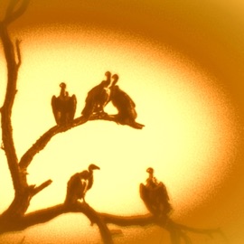 golden soul Flowervillain