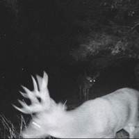 Bleak Absence - Single - Coilwound