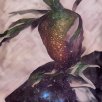 Starfruit - Single - Mak