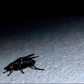 Breathe Act The Maggot