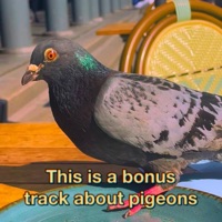 This Is a Bonus Track About Pigeons - Single - Thecoolrapper