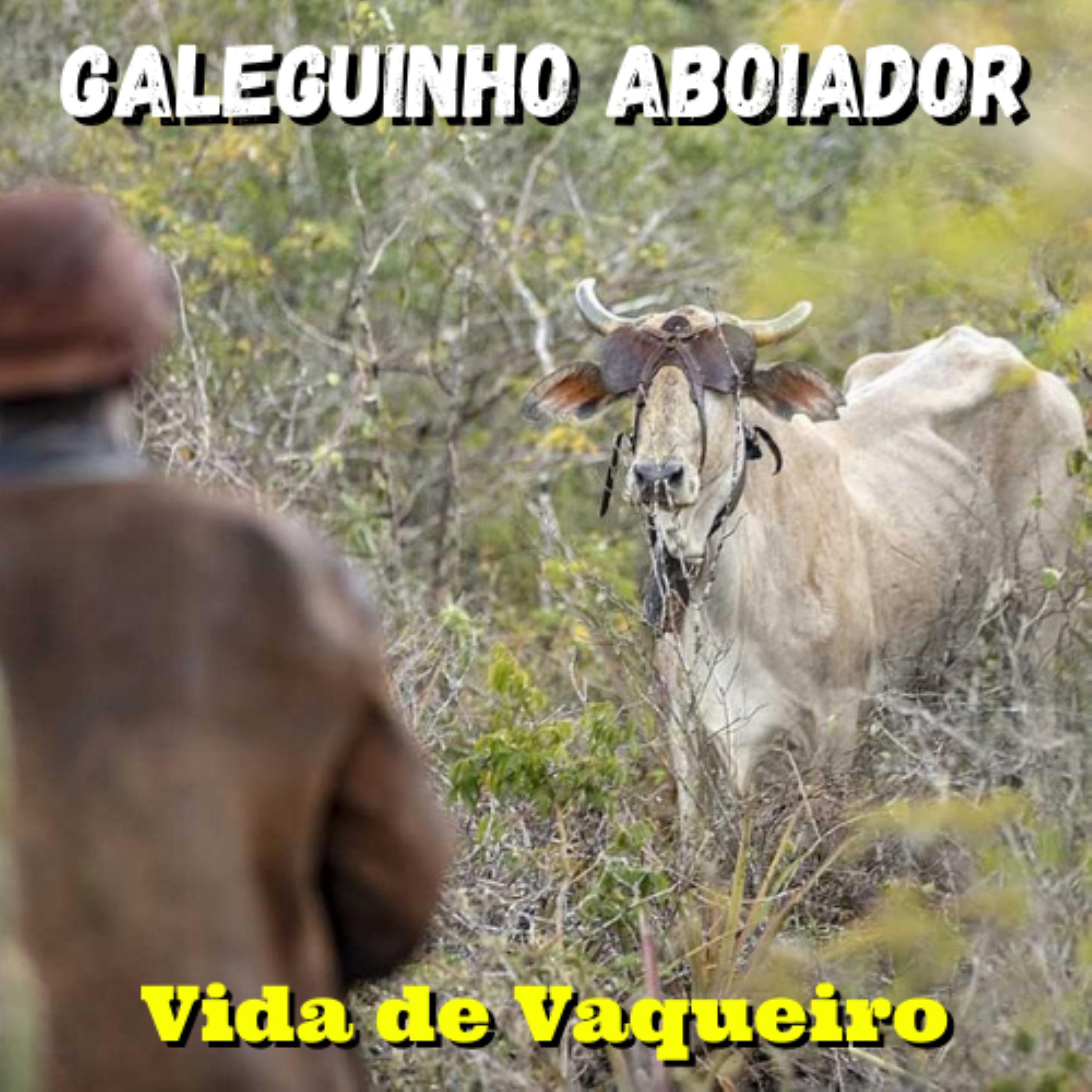 Vida de Vaqueiro