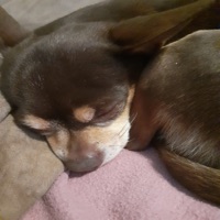 Lüge - Single - DJMEGASCHLECHT