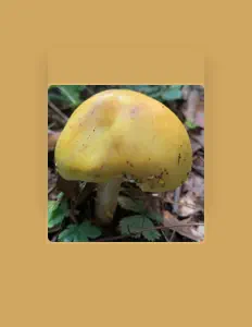 GLDNSCTN Laboratories सुनें, म्यूज़िक वीडियो देखें, बायो पढ़ें, दौरे की तारीखें और बहुत कुछ देखें!