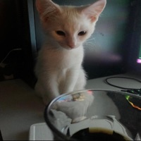 Six Pack Darkness (Feat. 595232_95) - Single - Evan Jolley