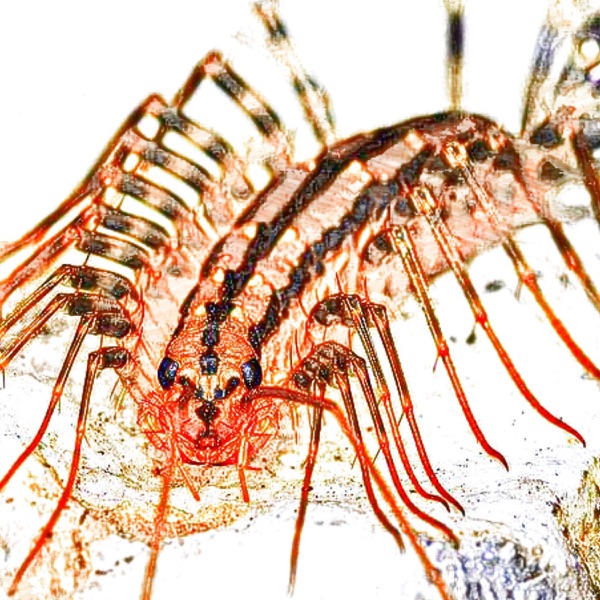 Centipede