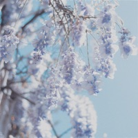 Acacia - Single - Midnight Hour