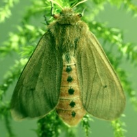 Green Moth - EP - 30 Minutes Of Heaven