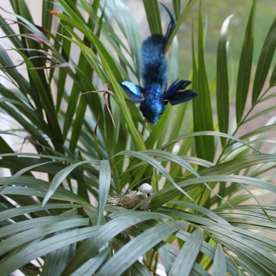 Little Bird (Demo) - Single