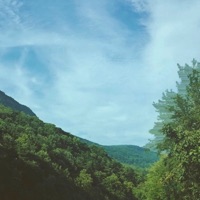 Forest Lane - Single - if only & letmode