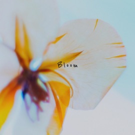 Bloom Hazue