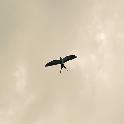 This Bird / Dama Flows - Single