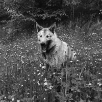 Поздравительная открытка (Instrumental) - Single - Овсянкин