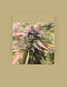 Listen to lil cumt, watch music videos, read bio, see tour dates & more!