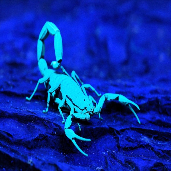 Scorpion