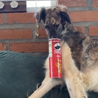 WAY2SILLY - Single - Dessphoric