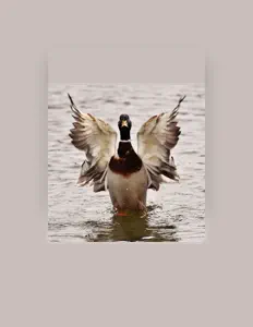 Ascolta Emma George, guarda video musicali, leggi la biografia, vedi le date del tour & altro!