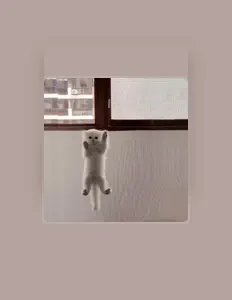 收听 .youngfox、观看音乐视频、阅读小传、查看巡演日期等 ！