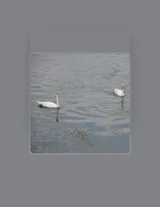 Listen to Boaskusku, watch music videos, read bio, see tour dates & more!