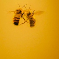 Yellow - Single - Migaja Guzmán