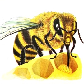 Animosity Von Storm & Inteus