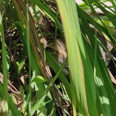 Inexorável (feat. Ecdise) - Single