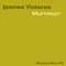 Murrmurr07 - Ipomea Violacea lyrics